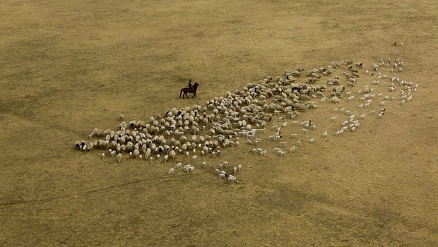 Mongolie - Peste bubonique