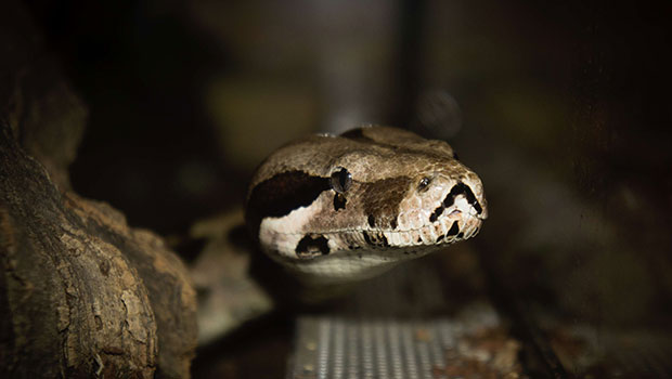 Le boa constrictor ne tue pas sa proie en l’étouffant 