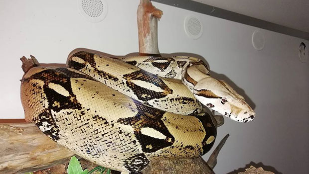 Loire-Atlantique - Boa constrictor égaré 