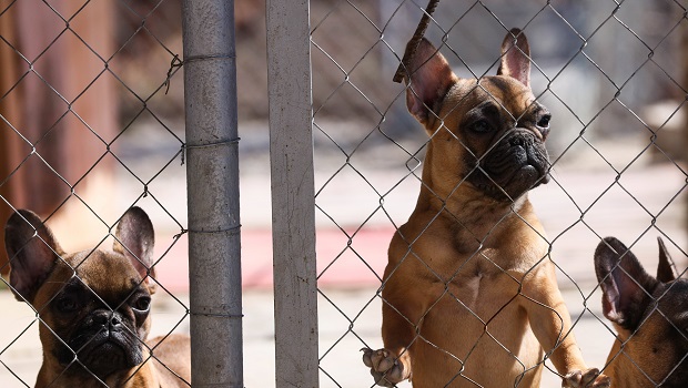 Bouledogues français