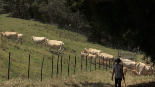 élevage - bovins - Plaine des Cafres