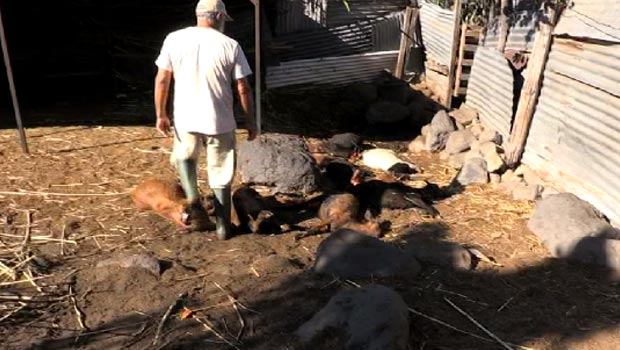 Attaque - chiens errants - cabris tués - La Rivière Saint-Louis