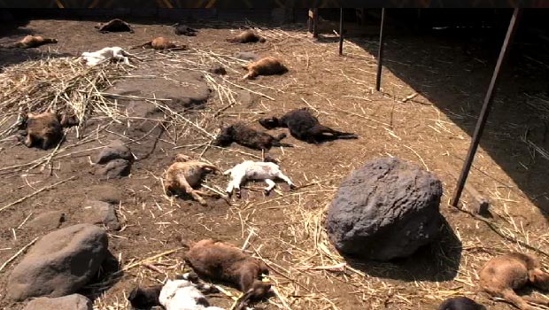 Attaque - chiens errants - cabris tués - La Rivière Saint-Louis 