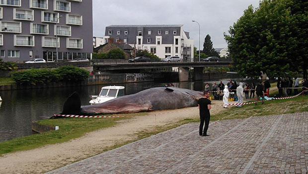 Rennes : le mystère reste entier après l’échouage d’un cachalot