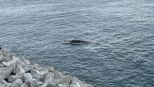 Une carcasse de baleine observée au large de la route du littoral, opération de remorquage en cours 