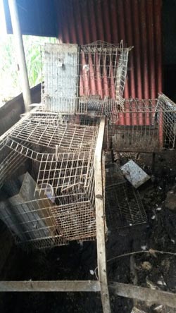 Manapany : des animaux massacrés par des chiens errants