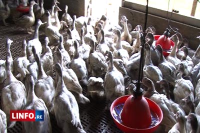 Confection de foie gras à La Réunion