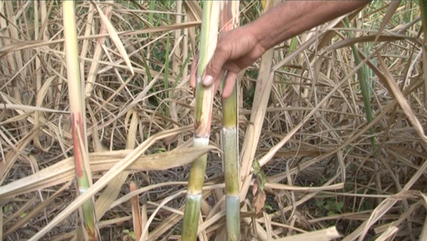 Campagne sucrière 2014 - Ouest et Sud de l’île - Chambre d’agriculture