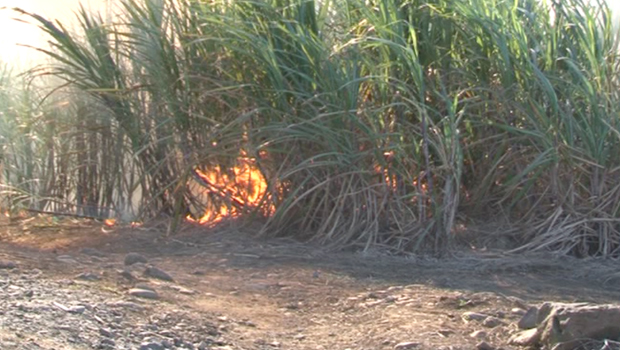 Feu de canne - La Réunion - Incendie