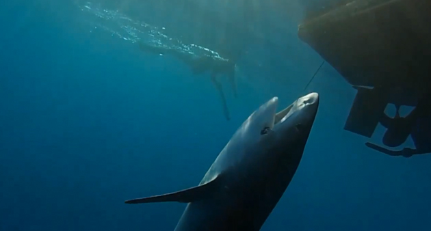 Cap Requins - Drumlines (Photo : capture d’écran Youtube CRPMEM)