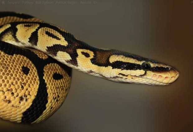 Serpent - Python