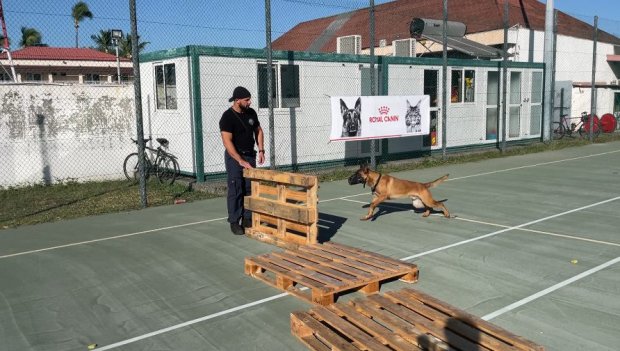 Premier séminaire cynophile : les chiens s’entraînent à la base navale