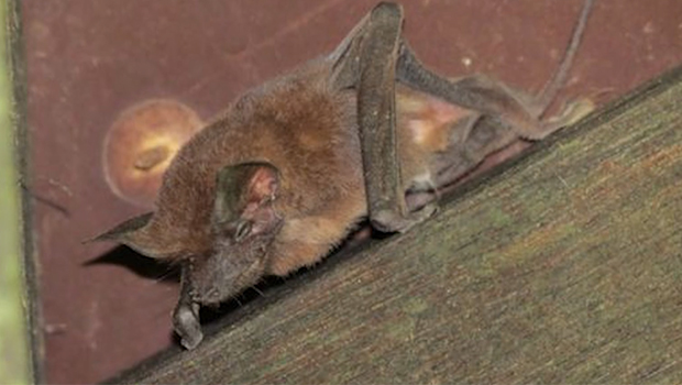 Gîte à chauves-souris d'hivernage en béton de bois