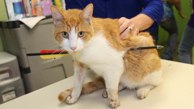 Michigan - Chat perforé par une flèche d’arbalète