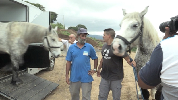 Arrivée de chevaux à Sainte-Marie - CCAS - La Réunion