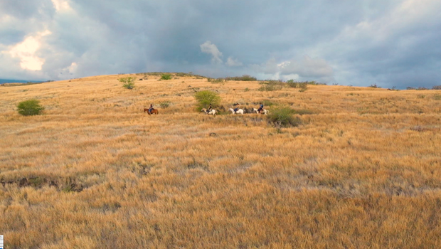 Rendez-Vous - balade - cheval - Savane - Saint-Paul