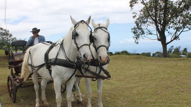 Journée - Cheval - Petite-Ile