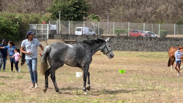 cheval - La Réunion