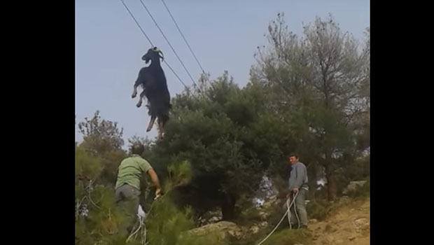 Grèce : une chèvre suspendue à une ligne haute tension