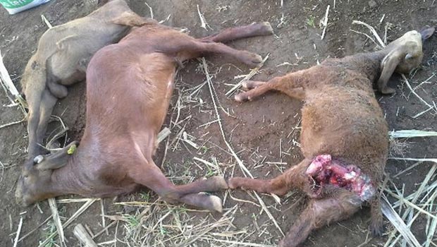 Nouvelle attaque - chiens - Piton Hyacinthe - 9 chèvres tuées 