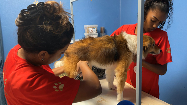 Journée nationale des animaux : un salon de toilettage, à Saint-André, offre une séance aux animaux de la SPA
