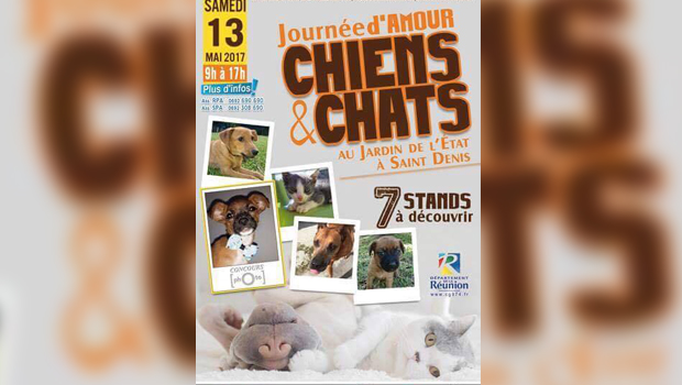 Chiens - Chats - Saint Denis - Animaux - Journée