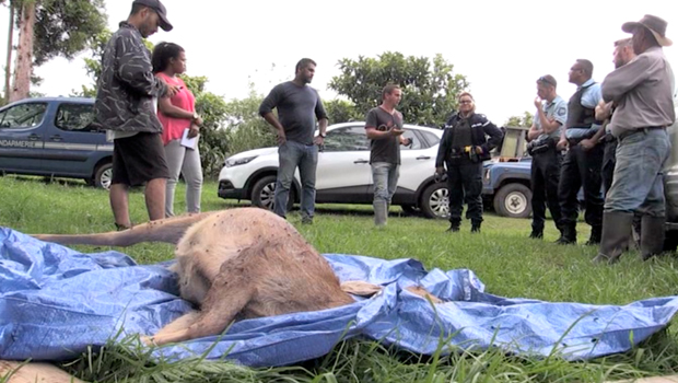 Plaine des Cafres - Attaque de chiens errants - Biche - Le Tampon - La Réunion