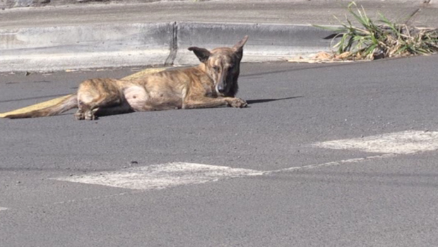 Errance animale - mesures - quartiers - La Réunion 