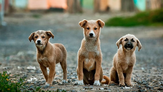 Animaux - Chiens 