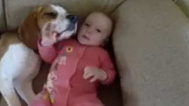 Incroyable ! Ce chien sert de... baby-sitter à un bébé !