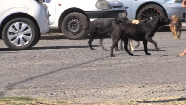 chiens errants - La Réunion