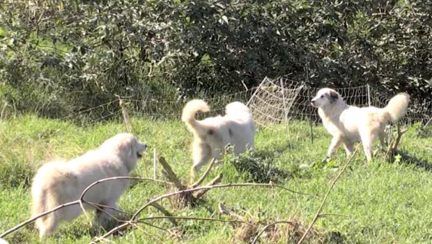 chiens de protection - attaques - animaux errants - élevages - La Réunion