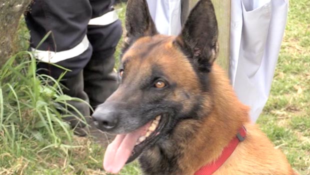 Chien - recherches - Mafate - gendarme disparu - La Réunion