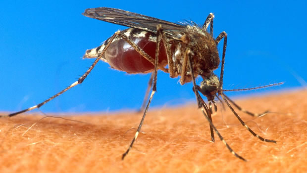 Chikungunya - Champignon anti-chikungunya / Crédit SIPA