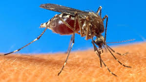 Polynésie : deux premiers décès du chikungunya 