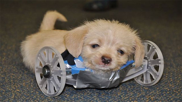 Un chiot né sans pattes avant marche comme sur des roulettes