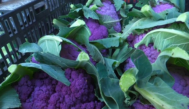 Choux-fleurs violets - Saison - Légume - La Réunion