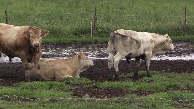 Coqs, vaches... le 