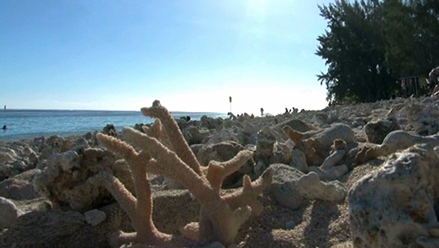 Corail - Prélèvement - Interdiction - Plage