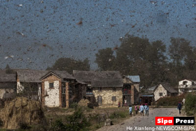 Lutte anti-acridienne à Madagascar