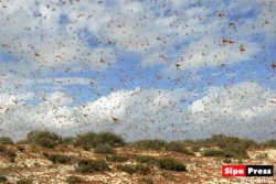 Invasion acridienne dans le moyen-Ouest de Madagascar