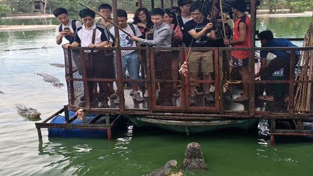 Thaïlande : une ferme aux crocodiles ferme ses portes à cause d’une publication sur Twitter