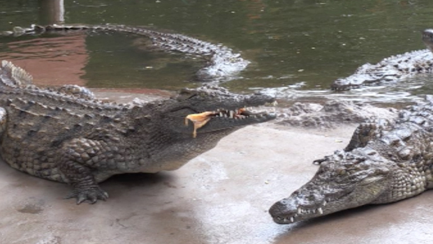 Croc-Parc - lémuriens - Etang-Salé - crocodiles