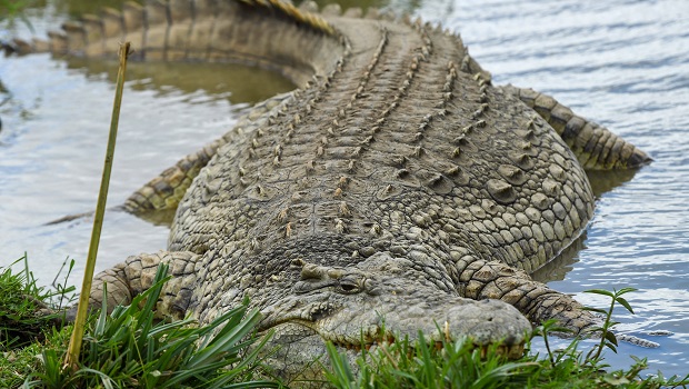 Crocodile - Novembre 2023