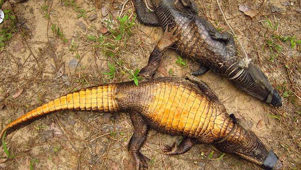 Gabon - crocodiles - insolites
