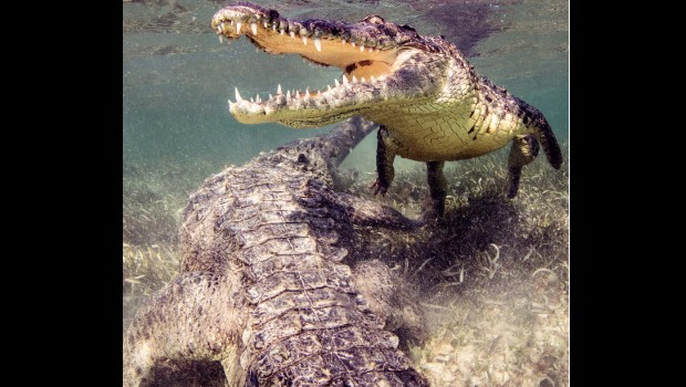 Crocodiles