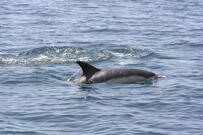 Australie : un surfeur blessé par un dauphin