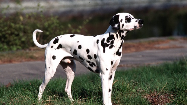 Chien - Dalmatien