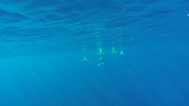 Les sorties baleines battent leur plein