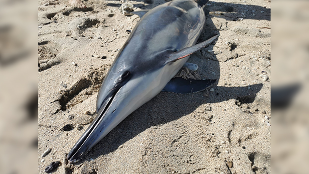 Saint-Gilles : un dauphin long-bec retrouvé mort sur la plage de Grand Fond